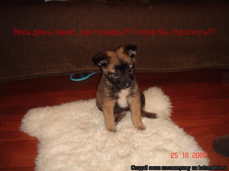 Весь день пахал, как лошадь!!!!! пора бы отдохнуть!!!... Котоматрица: Весь день пахал, как лошадь!!!!! пора бы отдохнуть!!!