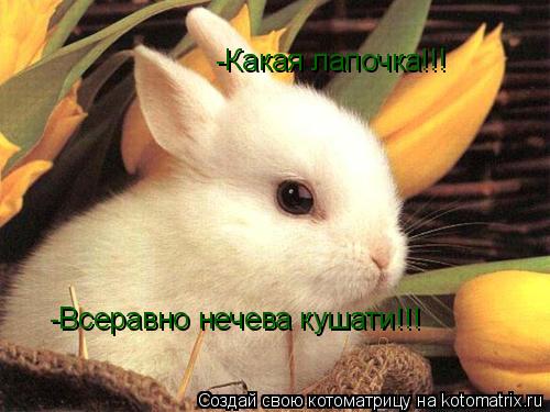 -Какая лапочка!!! -Всеравно нечева кушати!!!... Котоматрица: -Какая лапочка!!! -Всеравно нечева кушати!!!