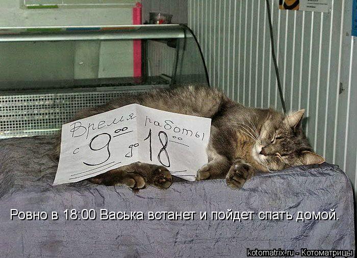 Ровно в 18:00 Васька встанет и пойдет спать домой.... Котоматрица: Ровно в 18:00 Васька встанет и пойдет спать домой.