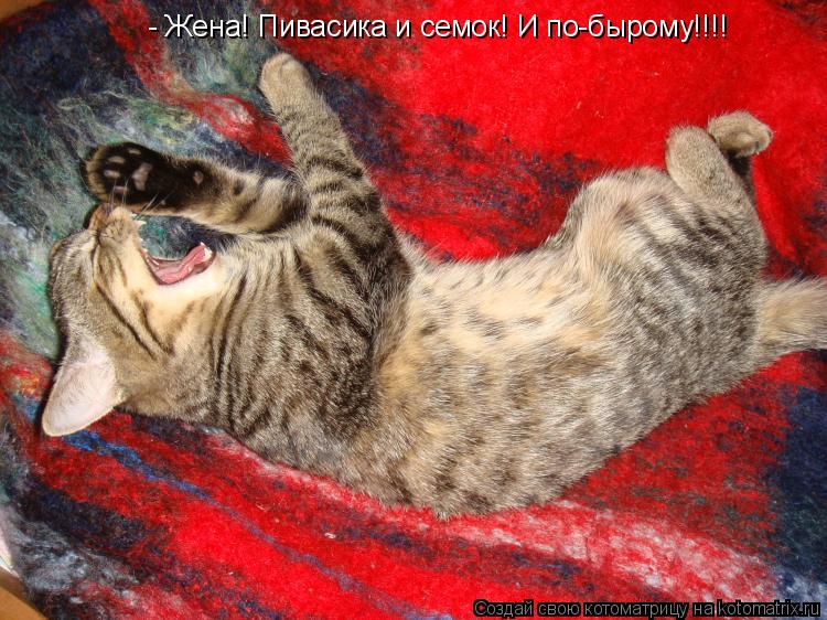 Котоматрица: - Жена! Пивасика и семок! И по-бырому!!!!