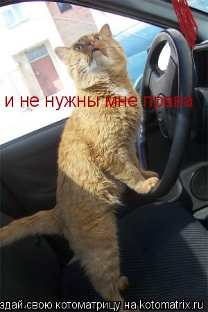 и не нужны мне права... Котоматрица: и не нужны мне права