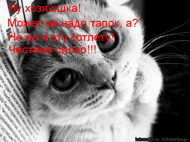 Котоматрица: Ну хозяюшка! Может не надо тапок, а? Не ел я эту котлету! Честное слово!!!