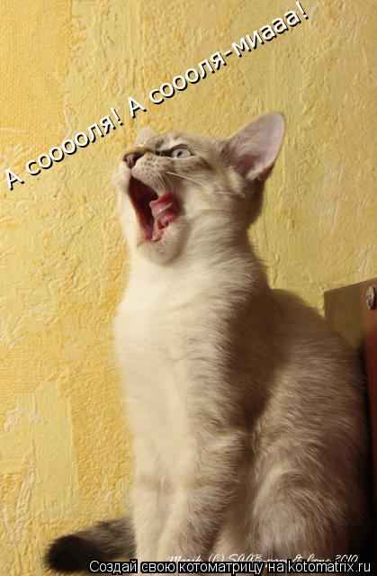 Котоматрица: А сооооля! А соооля-миааа!
