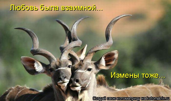 Любовь была взаимной... Измены тоже...... Котоматрица: Любовь была взаимной... Измены тоже...