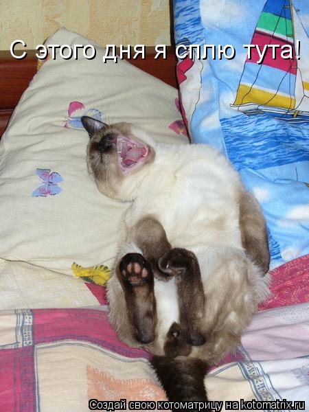 Котоматрица: С этого дня я сплю тута!