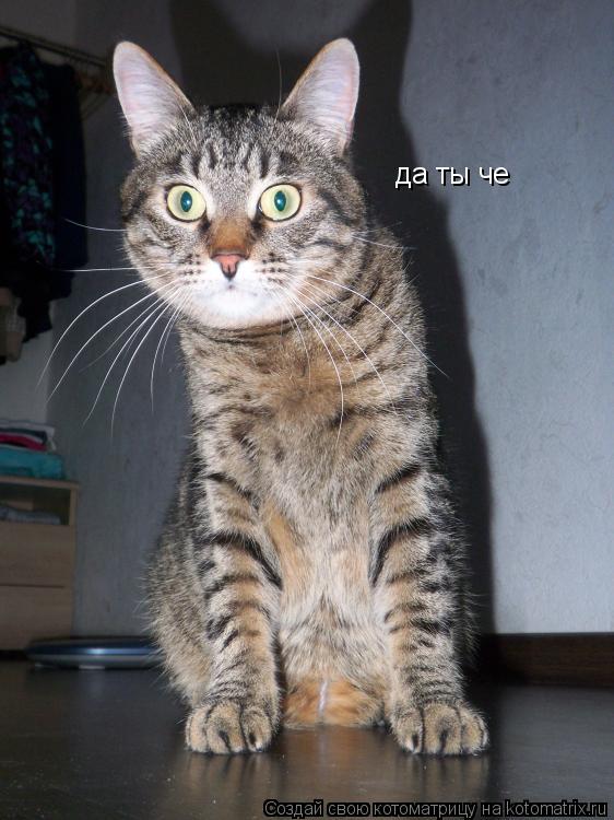 да ты че... Котоматрица: да ты че