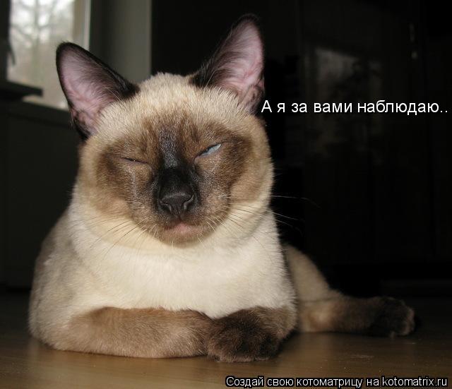 А я за вами наблюдаю..... Котоматрица: А я за вами наблюдаю..