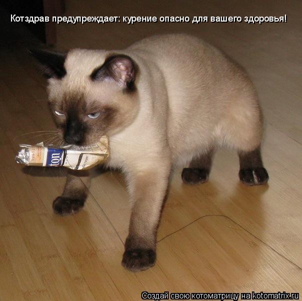 Котздрав предупреждает: курение опасно для вашего здоровья!... Котоматрица: Котздрав предупреждает: курение опасно для вашего здоровья!