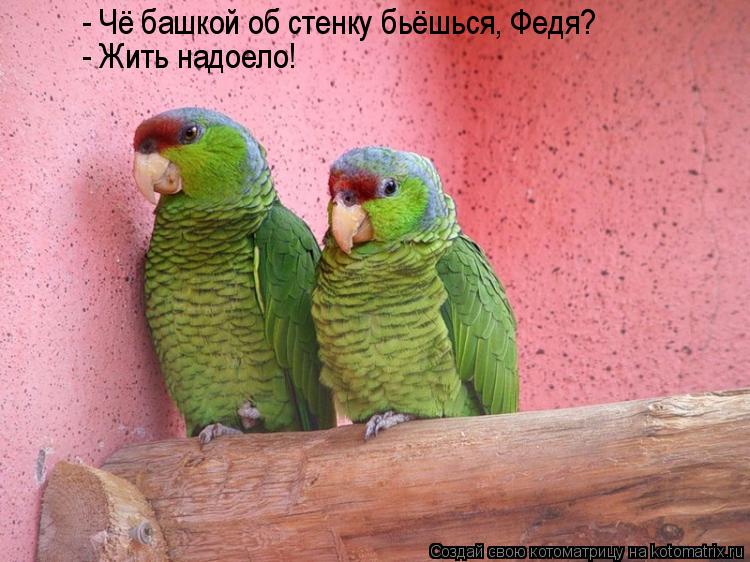 - Чё башкой об стенку бьёшься, Федя? - Жить надоело!... Котоматрица: - Чё башкой об стенку бьёшься, Федя? - Жить надоело!