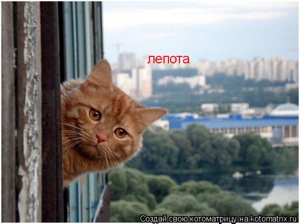 лепота... Котоматрица: лепота