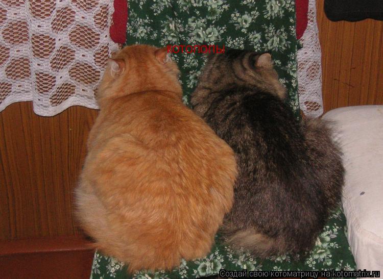 котопопы... Котоматрица: котопопы