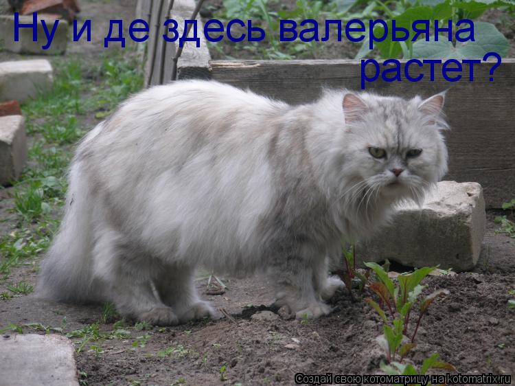 Ну и де здесь валерьяна растет?... Котоматрица: Ну и де здесь валерьяна растет?