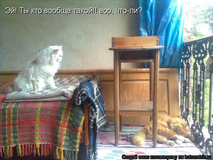 Эй! Ты кто вообще такой!! вор, что-ли?... Котоматрица: Эй! Ты кто вообще такой!! вор, что-ли?