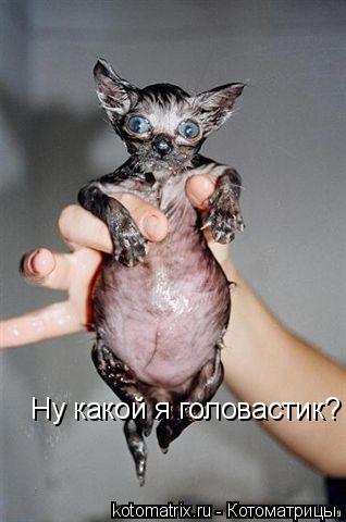 Ну какой я головастик?... Котоматрица: Ну какой я головастик?