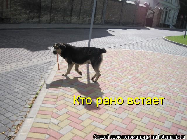 Котоматрица: Кто рано встает