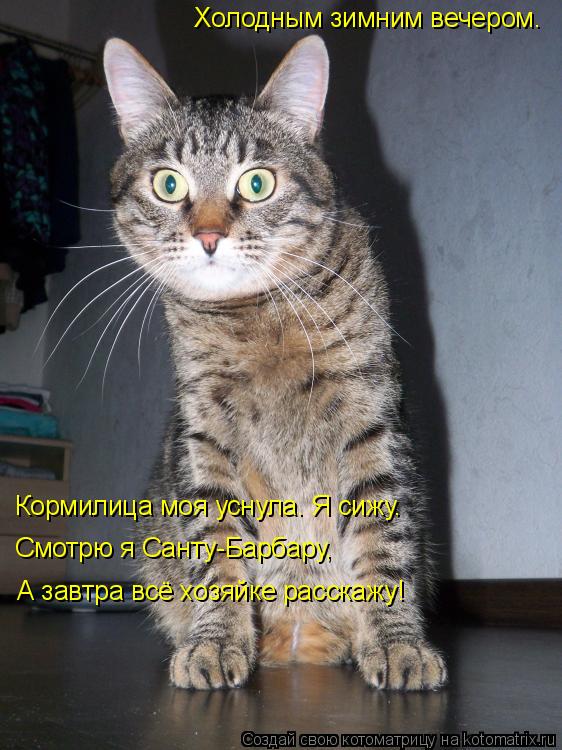 Котоматрица: Холодным зимним вечером. Кормилица моя уснула. Я сижу. Смотрю я Санту-Барбару, А завтра всё хозяйке расскажу!