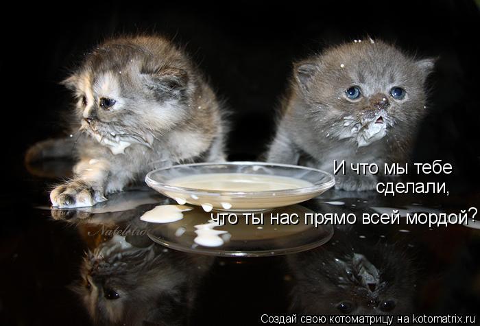 Котоматрица: И что мы тебе сделали, что ты нас прямо всей мордой что ты нас прямо всей мордой? ?