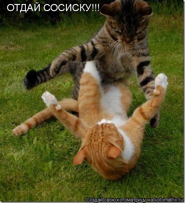 Котоматрица: ОТДАЙ СОСИСКУ!!!