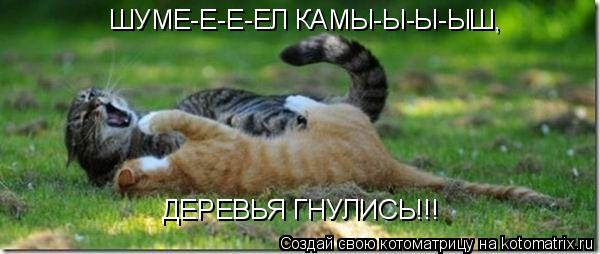 Котоматрица: ШУМЕ-Е-Е-ЕЛ КАМЫ-Ы-Ы-ЫШ,  ДЕРЕВЬЯ ГНУЛИСЬ!!!