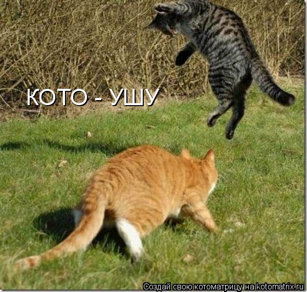 Котоматрица: КОТО - УШУ