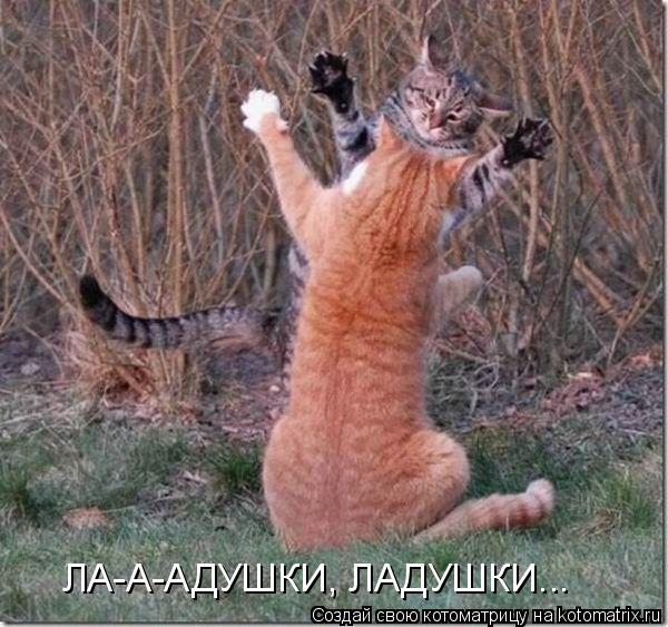 Котоматрица: ЛА-А-АДУШКИ, ЛАДУШКИ...