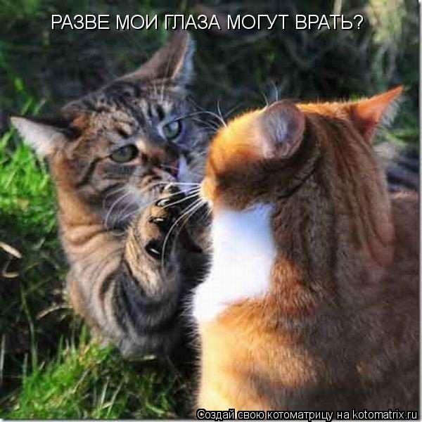Котоматрица: РАЗВЕ МОИ ГЛАЗА МОГУТ ВРАТЬ?