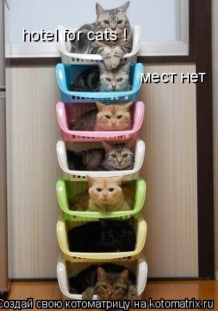 hotel for cats ! мест нет... Котоматрица: hotel for cats ! мест нет