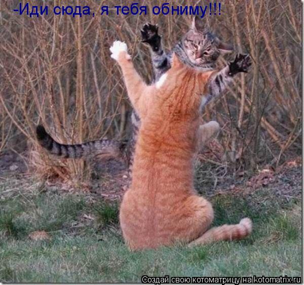 -Иди сюда, я тебя обниму!!!... Котоматрица: -Иди сюда, я тебя обниму!!!