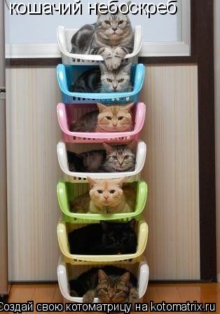 кошачий небоскреб... Котоматрица: кошачий небоскреб