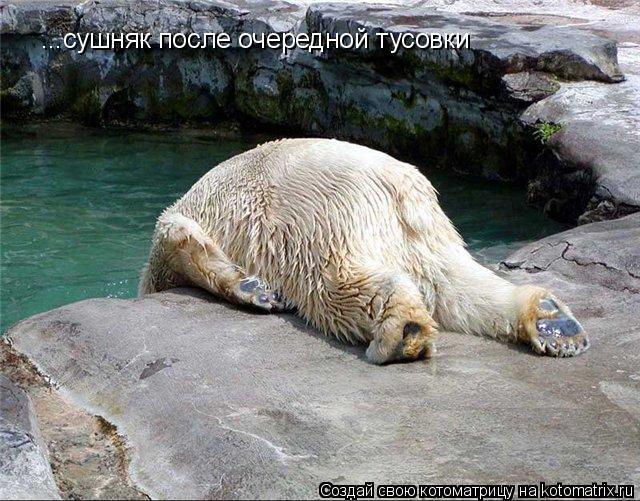 Котоматрица: ...сушняк после очередной тусовки