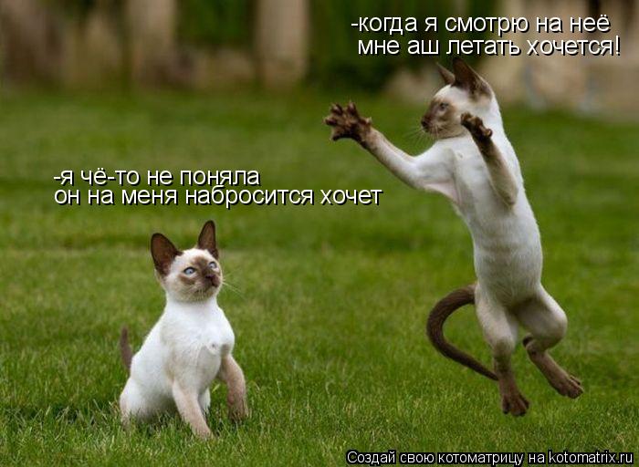 Котоматрица: -когда я смотрю на неё  мне аш летать хочется! -я чё-то не поняла он на меня набросится хочет