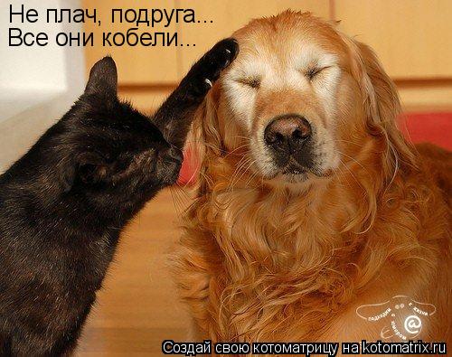 Не плач, подруга... Все они кобели...... Котоматрица: Не плач, подруга... Все они кобели...