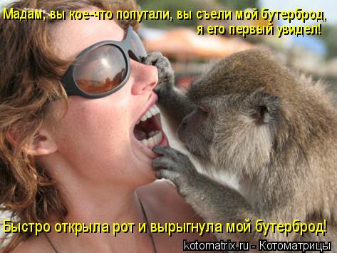 Котоматрица: Мадам, вы кое-что попутали, вы съели мой бутерброд,  я его первый увидел! Быстро открыла рот и вырыгнула мой бутерброд!