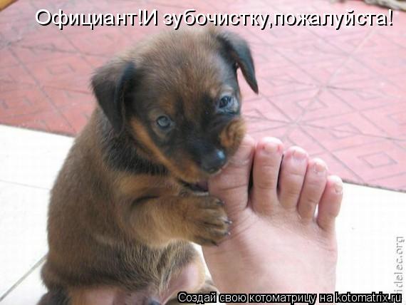 Официант!И зубочистку,пожалуйста!... Котоматрица: Официант!И зубочистку,пожалуйста!