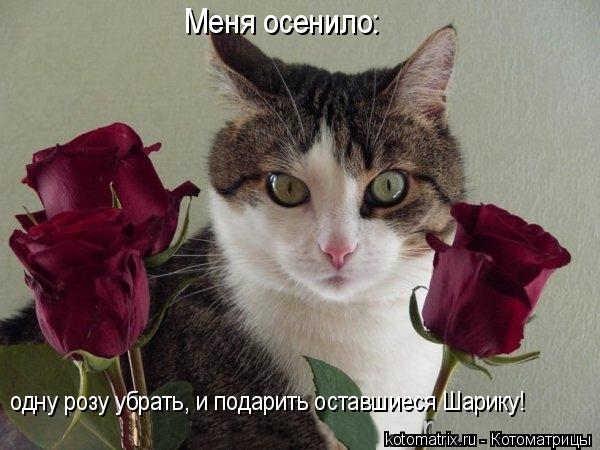 одну розу убрать, и подарить оставшиеся Шарику! Меня осенило:... Котоматрица: одну розу убрать, и подарить оставшиеся Шарику! Меня осенило: