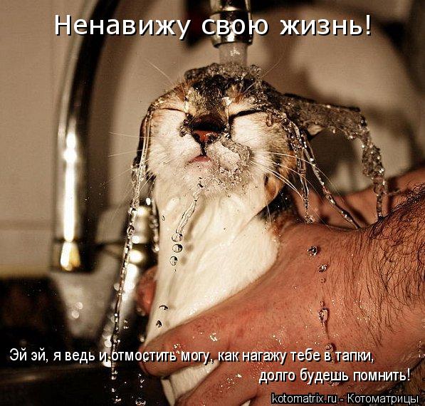Котоматрица: Ненавижу свою жизнь!  Эй эй, я ведь и отмостить могу, как нагажу тебе в тапки, долго будешь помнить!