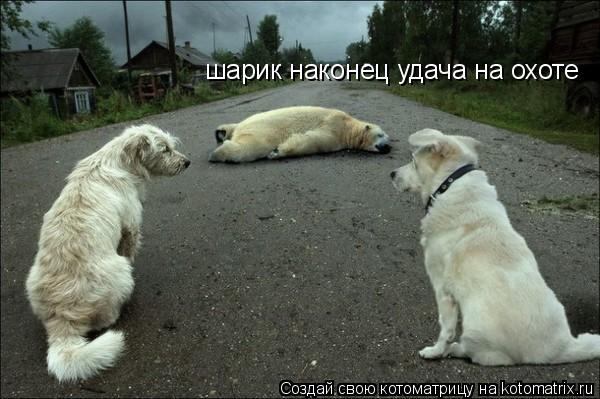 Котоматрица: шарик наконец удача на охоте