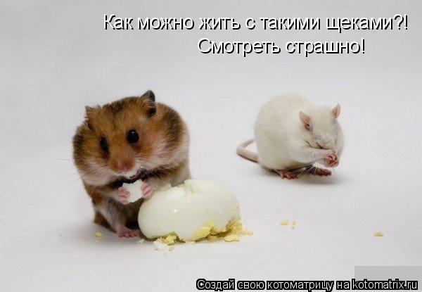 Как можно жить с такими щеками?! Смотреть страшно!... Котоматрица: Как можно жить с такими щеками?! Смотреть страшно!