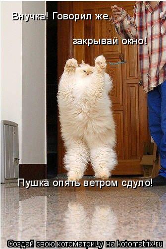 Внучка! Говорил же, закрывай окно! Пушка опять ветром сдуло!... Котоматрица: Внучка! Говорил же, закрывай окно! Пушка опять ветром сдуло!