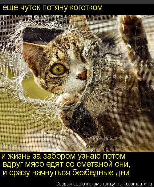 еще чуток потяну коготком и жизнь за забором узнаю потом вдруг мясо едят со сметаной они, и сразу нач... Котоматрица: еще чуток потяну коготком и жизнь за забором узнаю потом вдруг мясо едят со сметаной они, и сразу начнуться безбедные дни