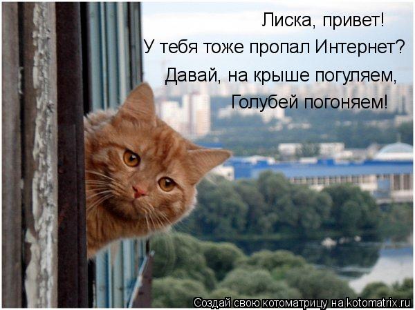 Лиска, привет! У тебя тоже пропал Интернет? Давай, на крыше погуляем, Голубей погоняем!... Котоматрица: Лиска, привет! У тебя тоже пропал Интернет? Давай, на крыше погуляем, Голубей погоняем!