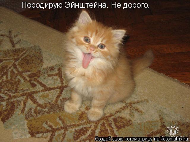 Породирую Эйнштейна. Не дорого.... Котоматрица: Породирую Эйнштейна. Не дорого.