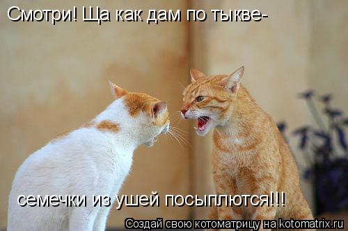 Смотри! Ща как дам по тыкве- семечки из ушей посыплются!!!... Котоматрица: Смотри! Ща как дам по тыкве- семечки из ушей посыплются!!!