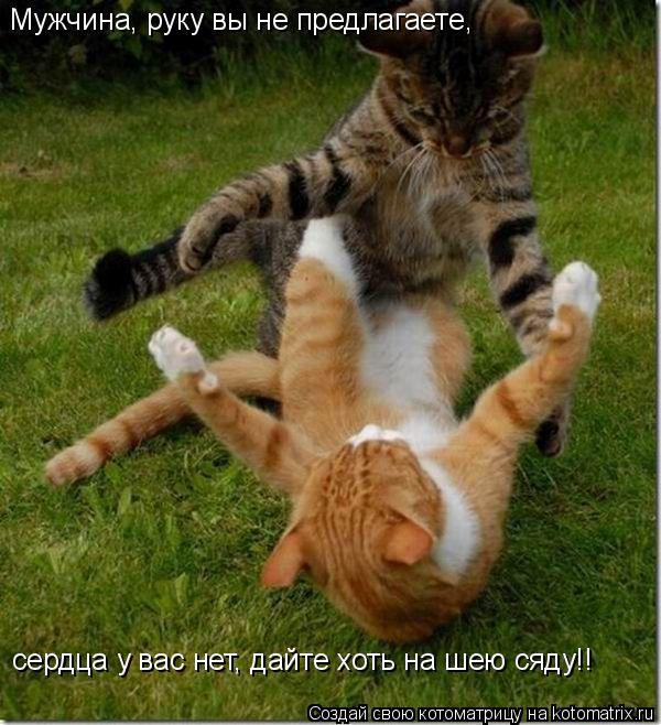 Мужчина, руку вы не предлагаете, сердца у вас нет, дайте хоть на шею сяду!!... Котоматрица: Мужчина, руку вы не предлагаете, сердца у вас нет, дайте хоть на шею сяду!!