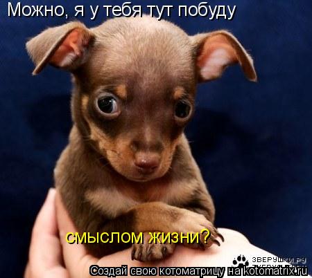 Можно, я у тебя тут побуду смыслом жизни?... Котоматрица: Можно, я у тебя тут побуду смыслом жизни?