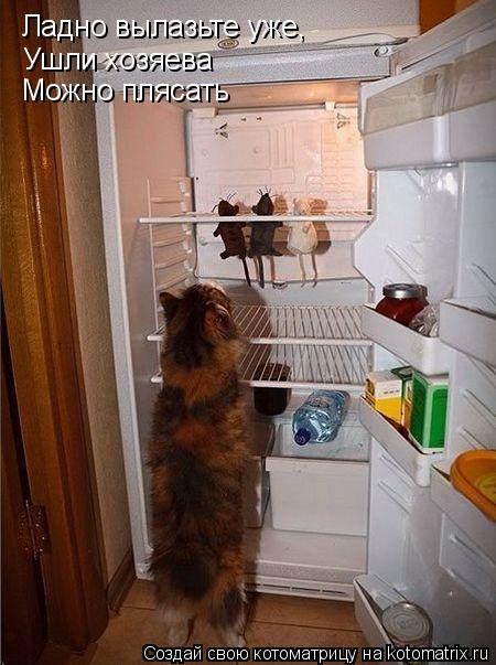 Ладно вылазьте уже, Ушли хозяева Можно плясать... Котоматрица: Ладно вылазьте уже, Ушли хозяева Можно плясать