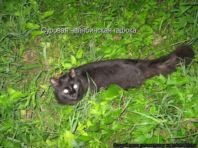 Суровая челябинская гадюка... Котоматрица: Суровая челябинская гадюка