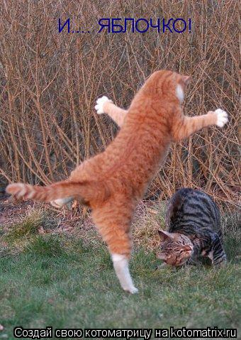 И.... ЯБЛОЧКО!... Котоматрица: И.... ЯБЛОЧКО!