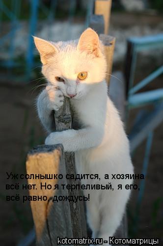 Уж солнышко садится, а хозяина всё равно, дождусь! всё нет. Но я терпеливый, я его,... Котоматрица: Уж солнышко садится, а хозяина всё равно, дождусь! всё нет. Но я терпеливый, я его,