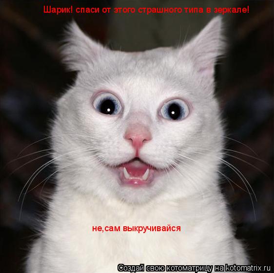 Шарик! спаси от этого страшного типа в зеркале! не,сам выкручивайся... Котоматрица: Шарик! спаси от этого страшного типа в зеркале! не,сам выкручивайся